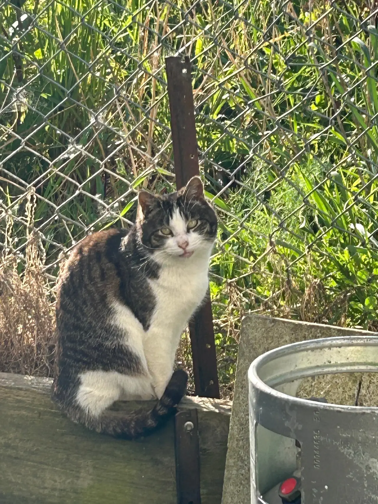 Sweety, the store cat, sitting beside the store yard fence